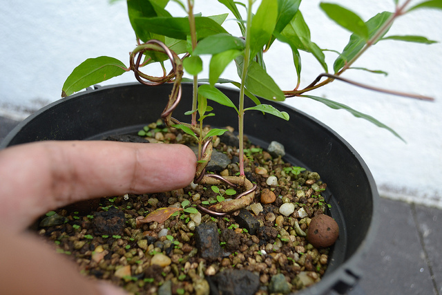 Growing Bonsai From Seed
